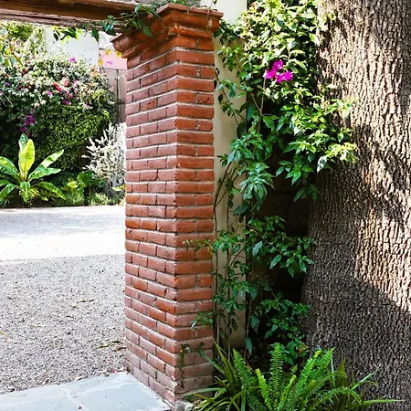 Orchid House Coyoacan-3